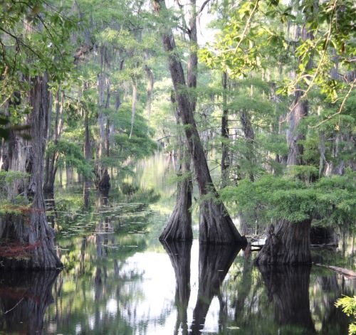 a river with trees and water in the foreground