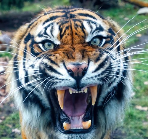 a tiger in a zoo enclosure with a tiger