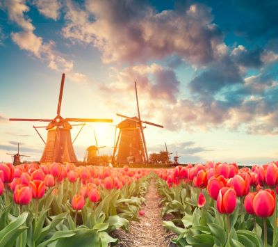 tulips - windmill windmills and windmill windmills in the background