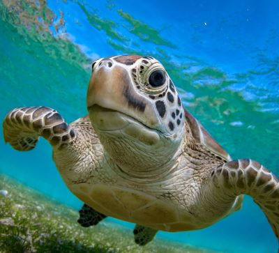 a turtle turtle turtle turtle turtle turtle turtle turtle turtle turtle turtle turtle turtle turtle turtle