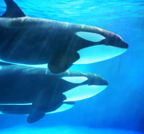 two dolphins swimming in the ocean with their heads turned to the camera