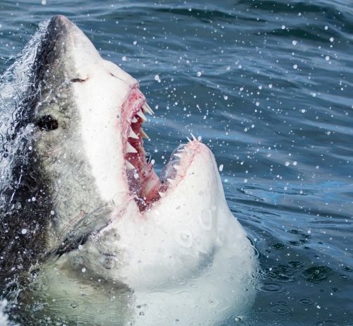 a shark shark with its mouth open 