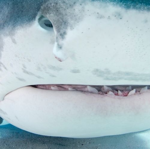 Extreme close-up of a tiger shark showing sharp teeth and gills underwater.