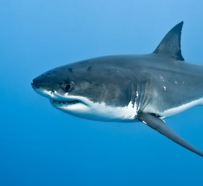 a shark shark in the ocean with a shark in the water