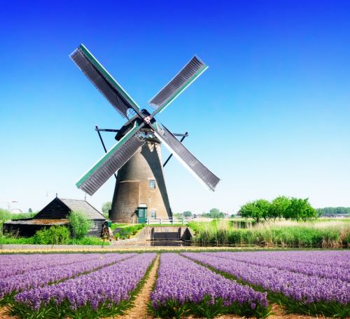 a windmill windmill in the middle of a field of lavender flowers