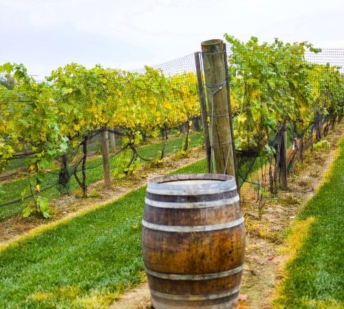 a barrel of wine in a vineyard