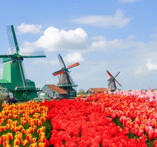 Traditional Dutch windmills stand behind a vibrant field of red and orange tulips in Zaanse Schans.