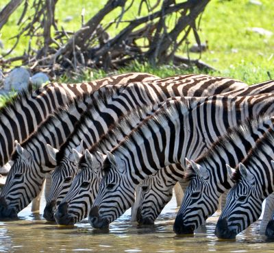 a group of zebras drinking water from a watering hole