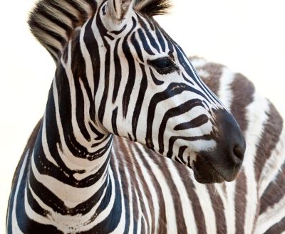 a zebra standing in front of a white background