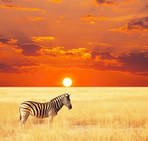 zebra