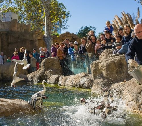 Visitors watch a zookeeper feeding penguins during a lively public exhibit at a zoo.