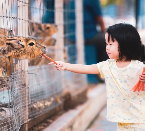 A young girl feeds a fresh carrot to a Patagonian mara through a wire fence at a petting zoo.