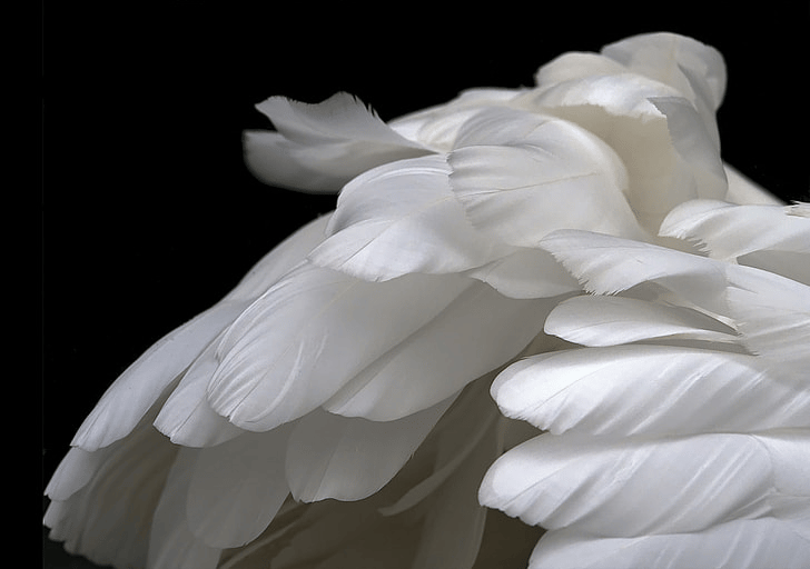 Psalm 91 verse 4 He shall cover thee with his feathers