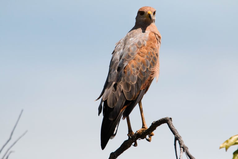 Bird. Biodiversity in our projects, Terra Forest Colombia