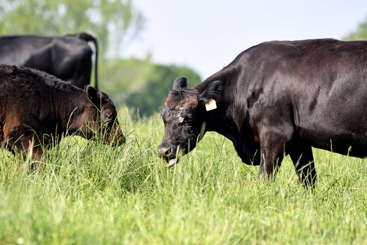angus cow grazing