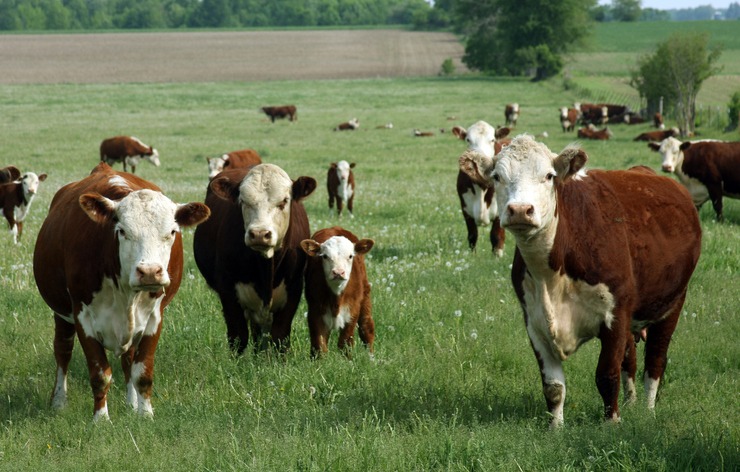 Hereford cattle grazing