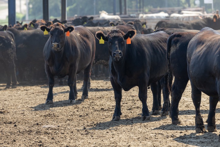 cattle in feed lot