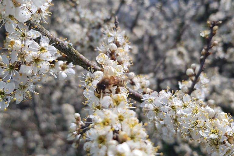 honeybee on a apple blossom flower
