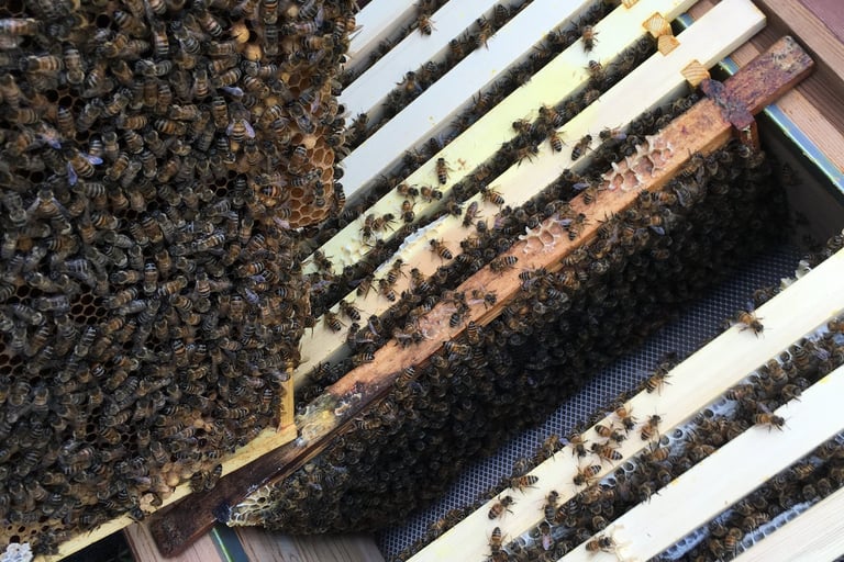 honeybees on frames inside a beehive