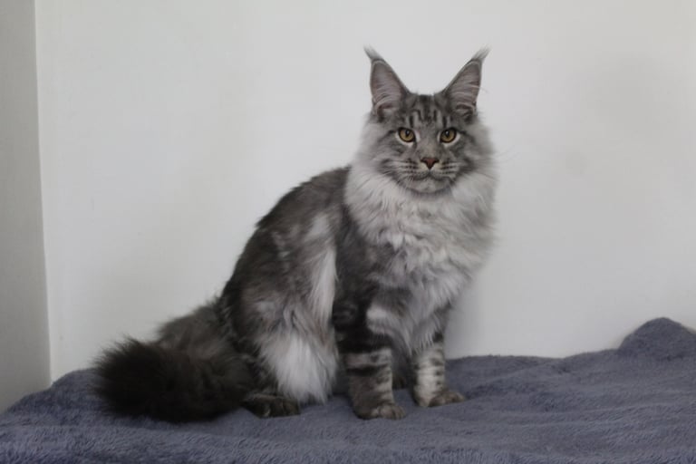 Kassaro Silver Rory our Maine Coon stud boy at Juannre Cats.