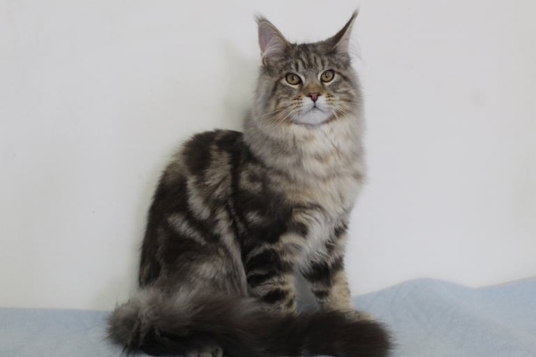 Julescoon Llywelyn our Maine Coon stud boy @ Juannre Cats