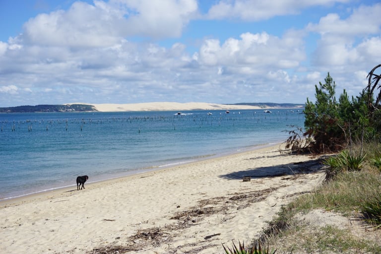 vétérinaire bassin d'arcachon