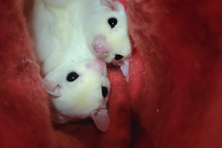 sugar gliders in pouch, pocket pets