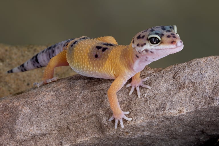 leopard gecko, fancy pet lizard