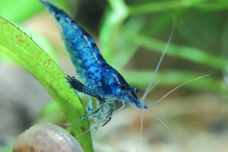 neocaridina shrimp, blue dream shrimp, cherry shrimp
