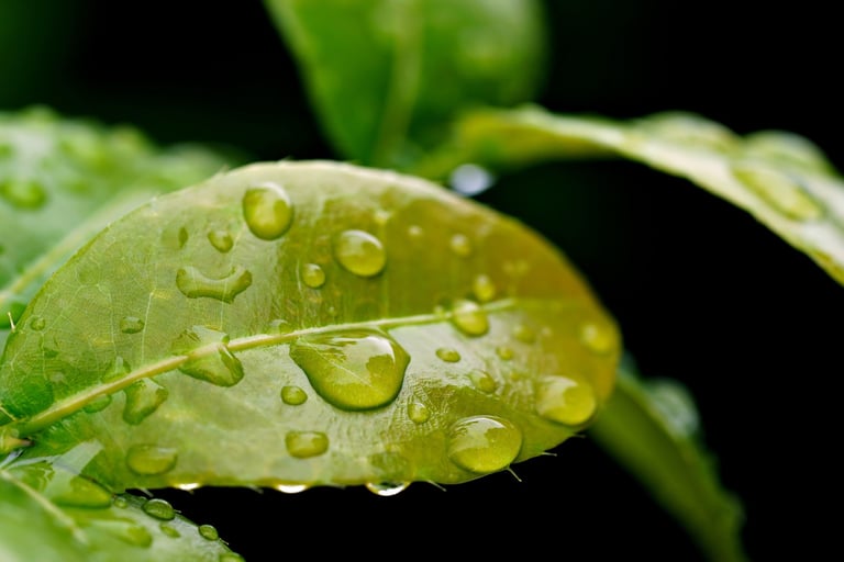 Water drops on a leaf