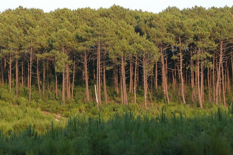 forêt et nature en Gironde