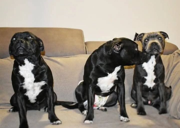 cuccioli grecalestaffs staffordshire bull terrier con pedigree Enci allevamento Sicilia Italia