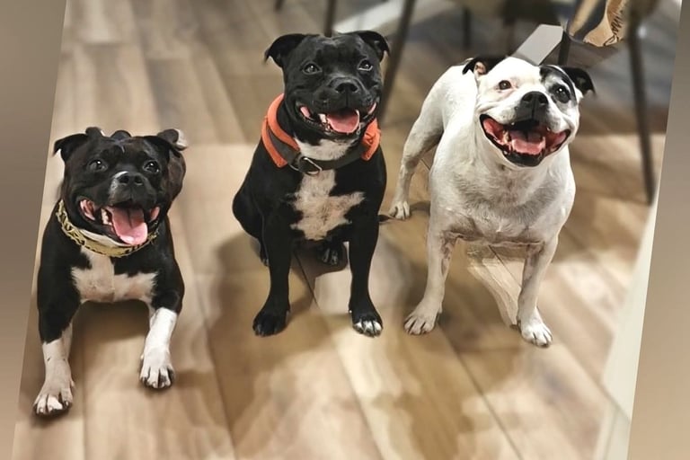 cuccioli grecalestaffs staffordshire bull terrier con pedigree Enci allevamento Sicilia Italia