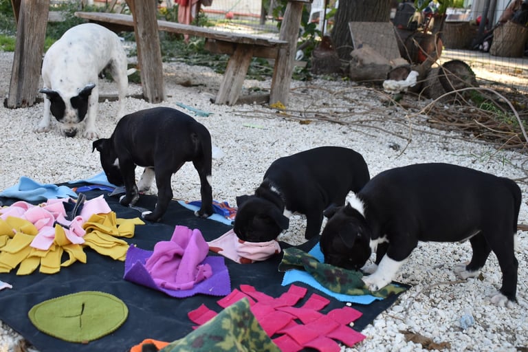 Cuccioli di Staffordshire Bull Terrier nuove stimolazioni sensoriali in ambiente esterno