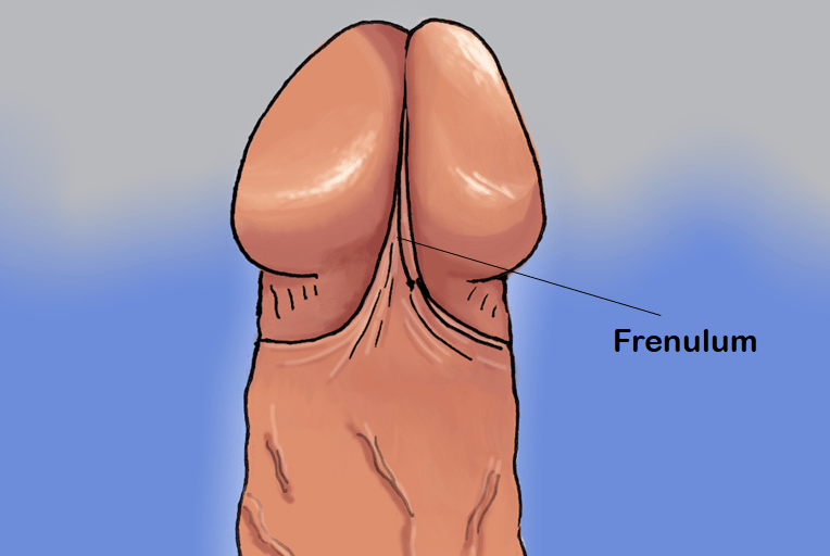 The frenulum in men