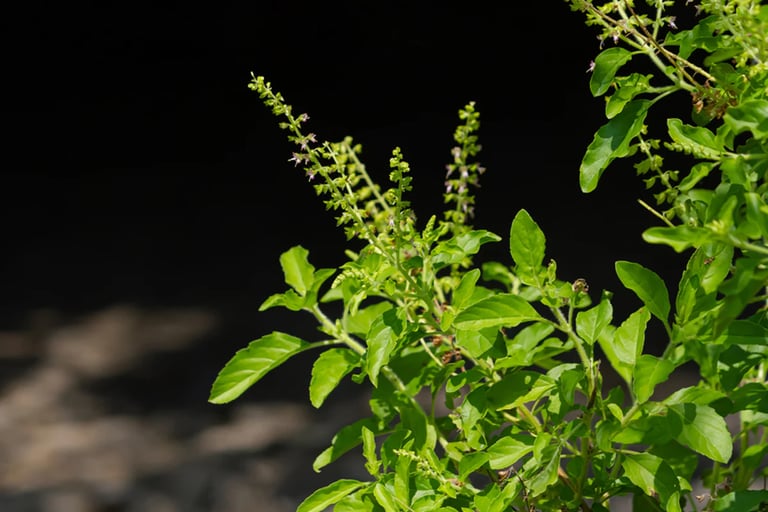 tulsi for cancer