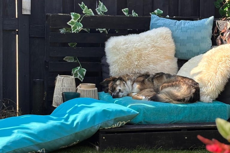 a dog laying on a couch in a backyard