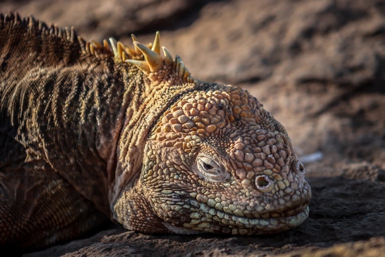 sustainable luxury travel galapagos eco friendly responsible tourism