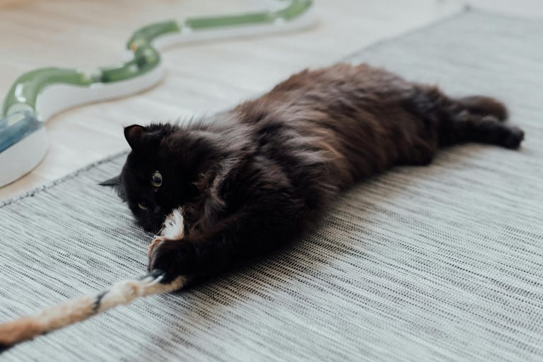 Black cat playing with feather toy, in home pet sitter