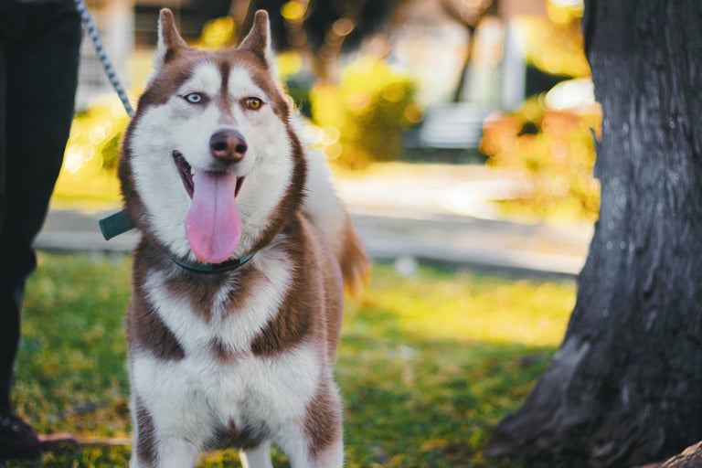 Happy husky being walked, dog walking