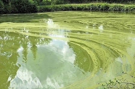 Algae buildup in lakes—controlled with natural plant filtration, UV sterilizers & BioBead filters