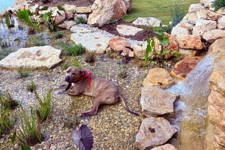 Wetland with pond plants filtering natural pool water—clean water via plant filtration | Aqua Vitae