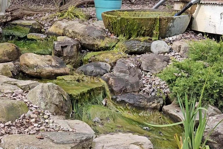 String algae over waterfall—can be reduced with UV sterilizer & plant filtration | Aqua Vitae