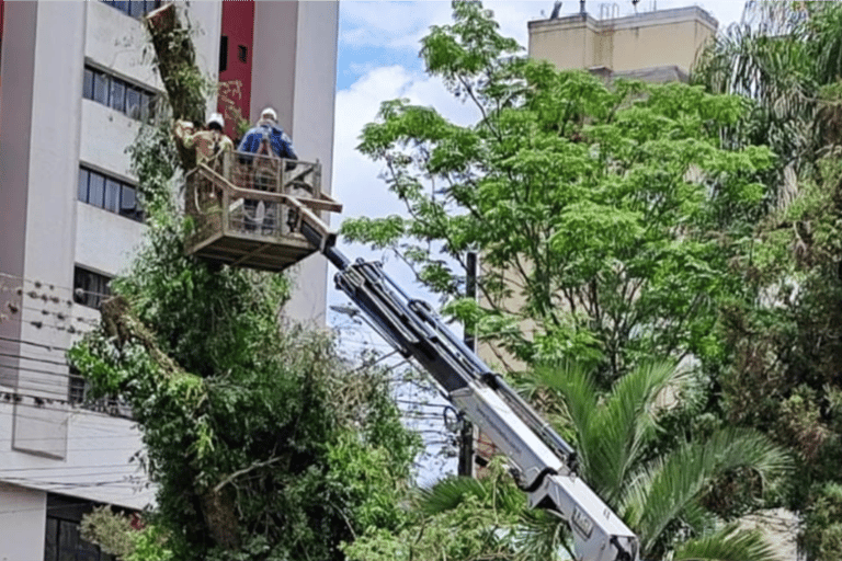 Corte e remoção de árvores em área urbana de Curitiba com plataforma elevatória (cesto aéreo)