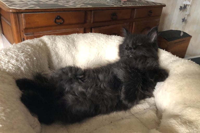 a black maine coon kitten laying on a white blanket