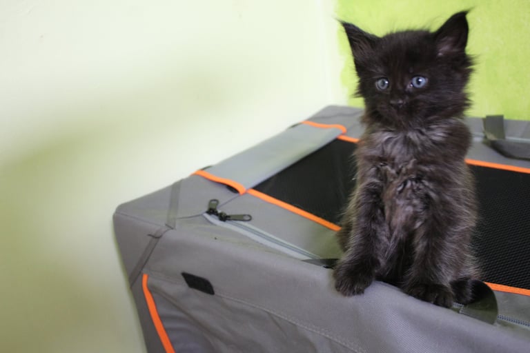 a black kitten sitting on top of a suitcase