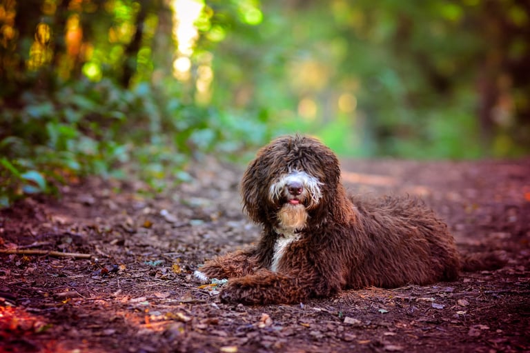 spanish water dog, ispanu vandens suo, veislynas garbanu jura
