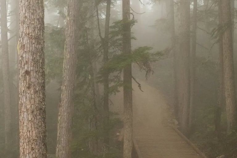 a path leading to a path through a forest