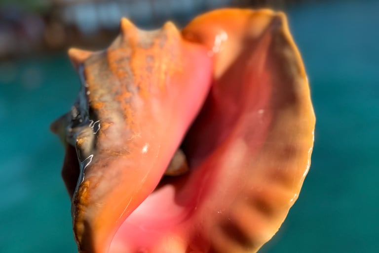 Melissa Rose Cooper holds a large pink queen conch shell over clear turquoise ocean water in Bimini.