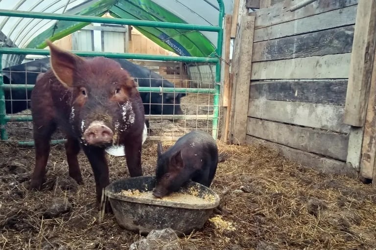 an adult pig and an piglet